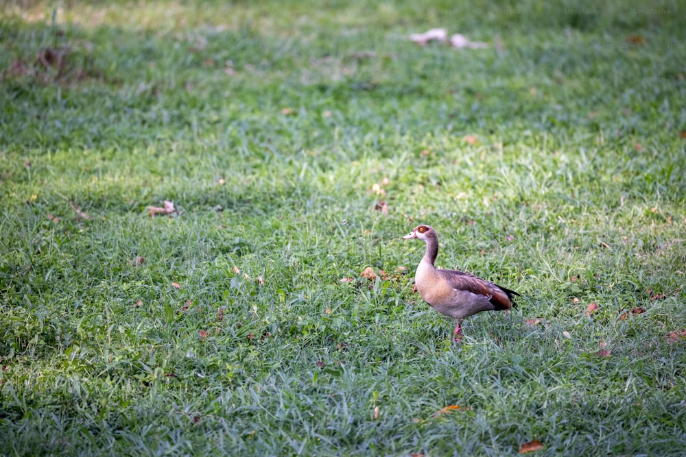 a couple of birds standing on top of a lush green field