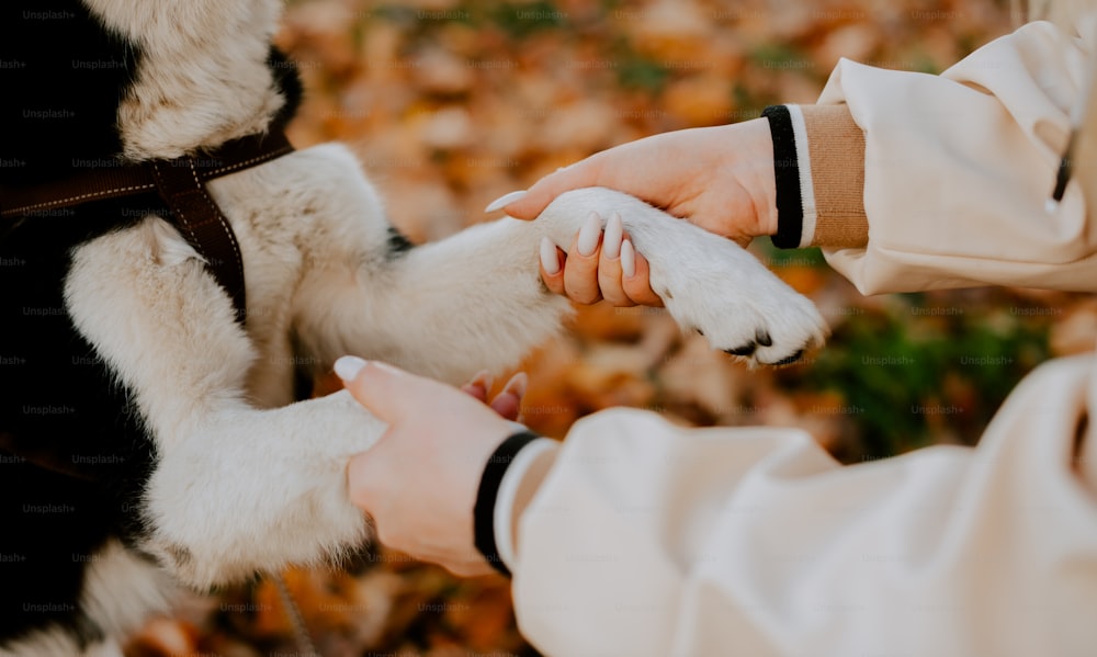 eine Person, die die Pfote eines Hundes hält, während er gestreichelt wird