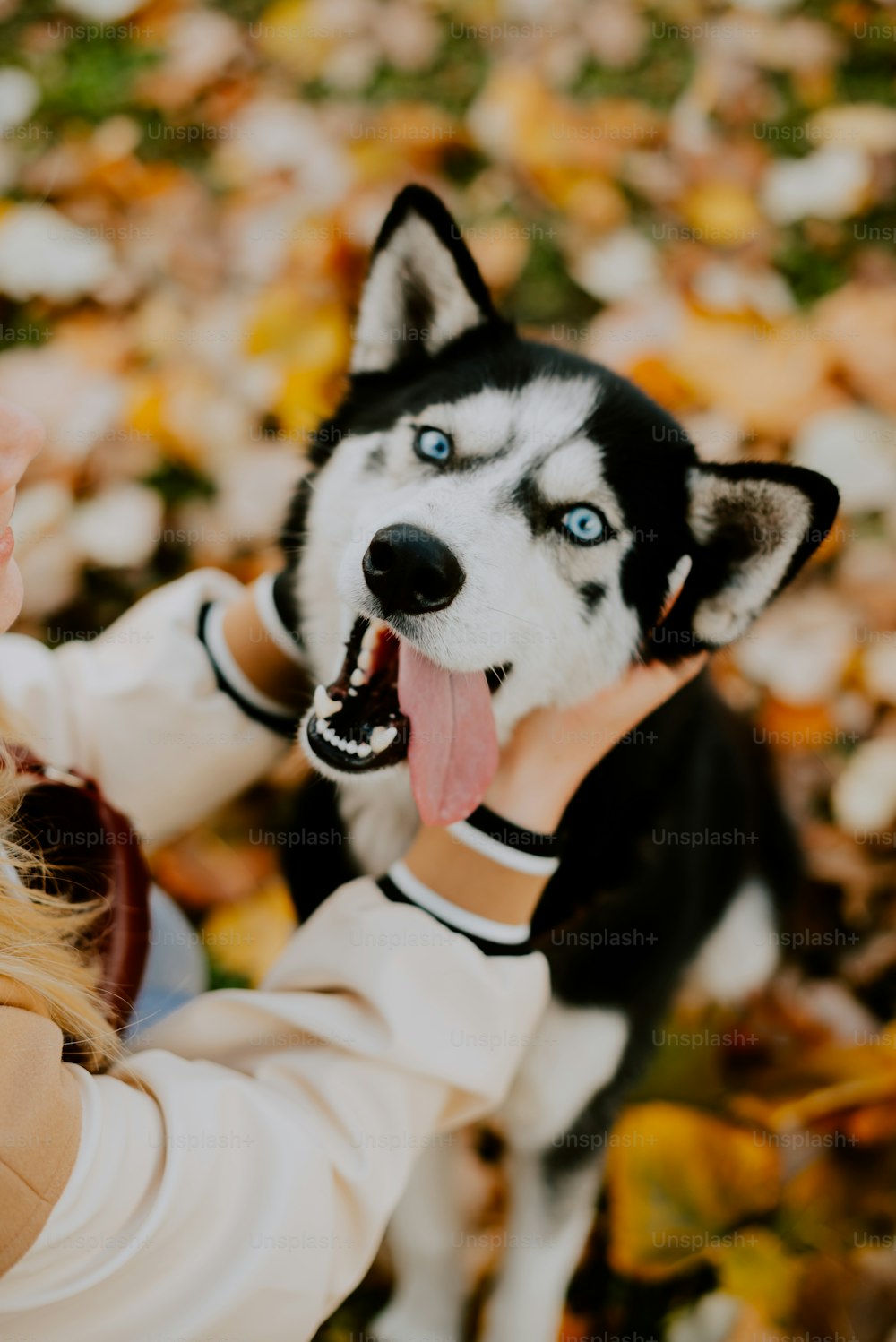 a woman holding a husky dog up to her face
