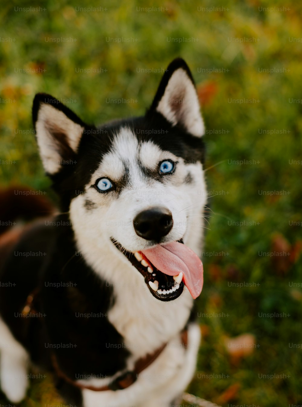 Un chien husky noir et blanc aux yeux bleus