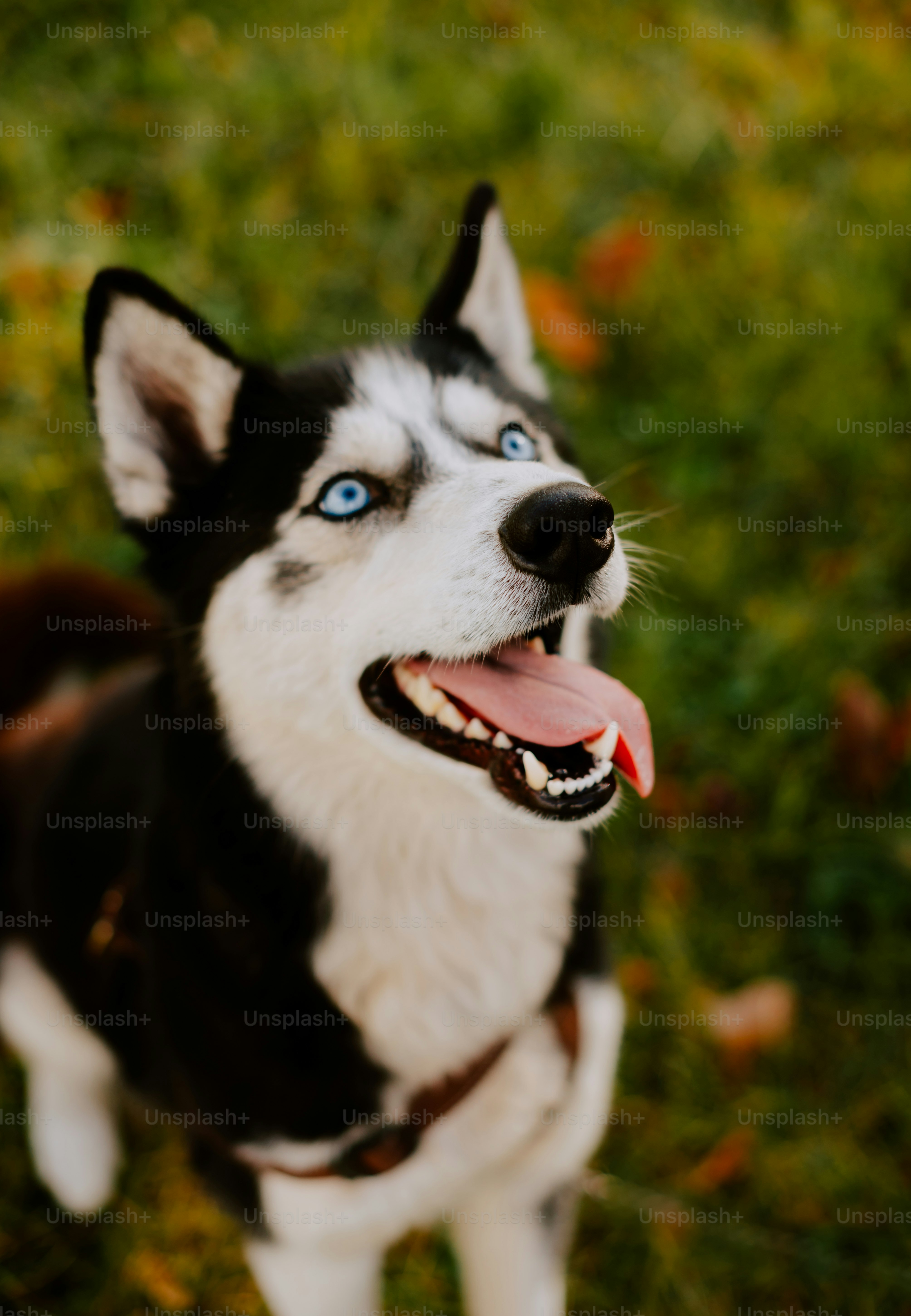 a black and white dog standing on top of a lush green field