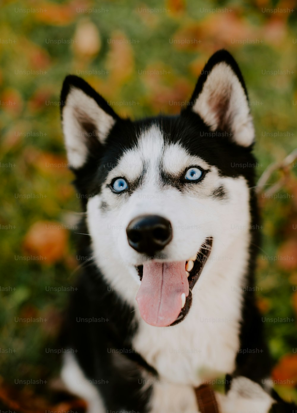 a black and white husky dog with blue eyes