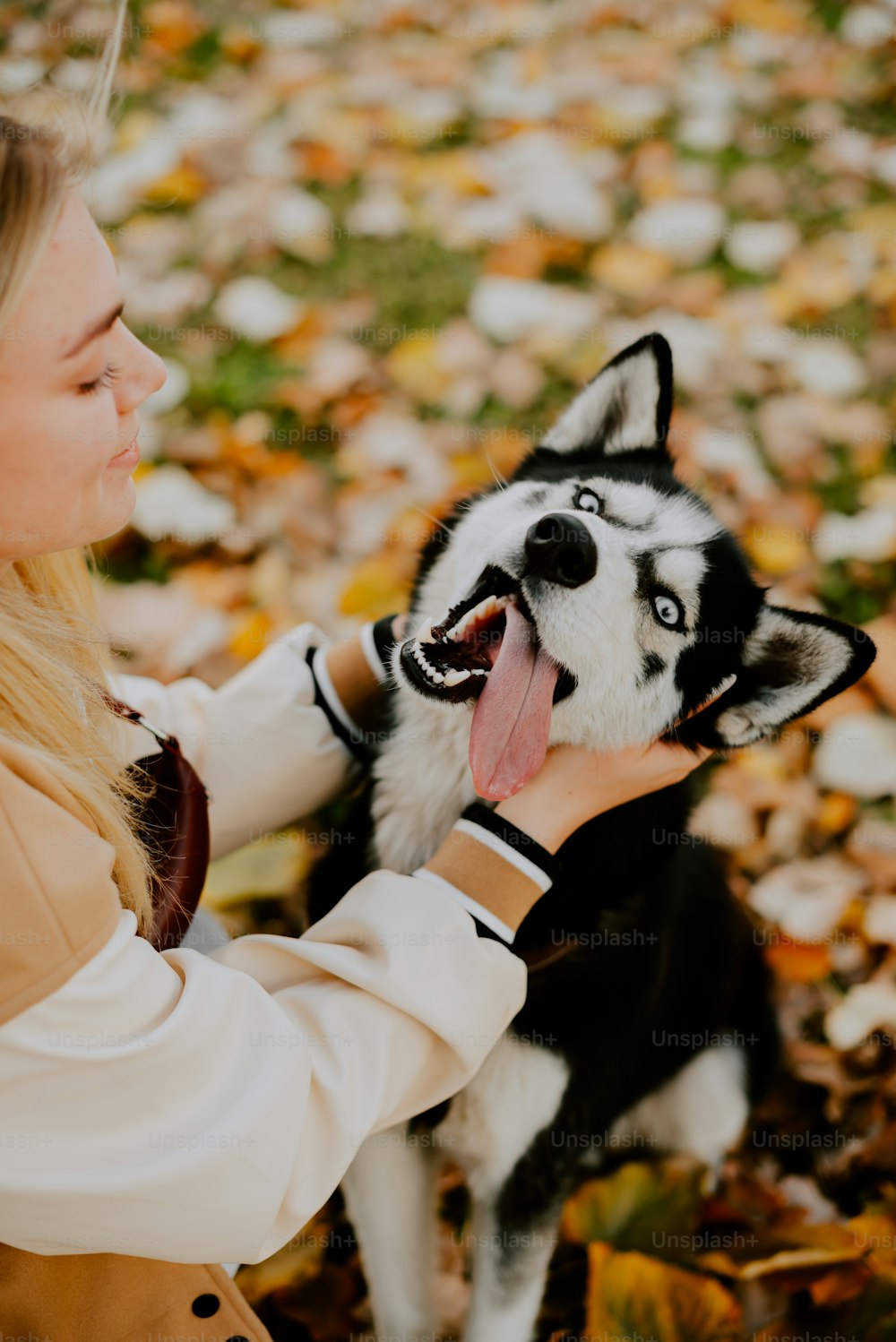 a woman is petting a husky dog in the leaves