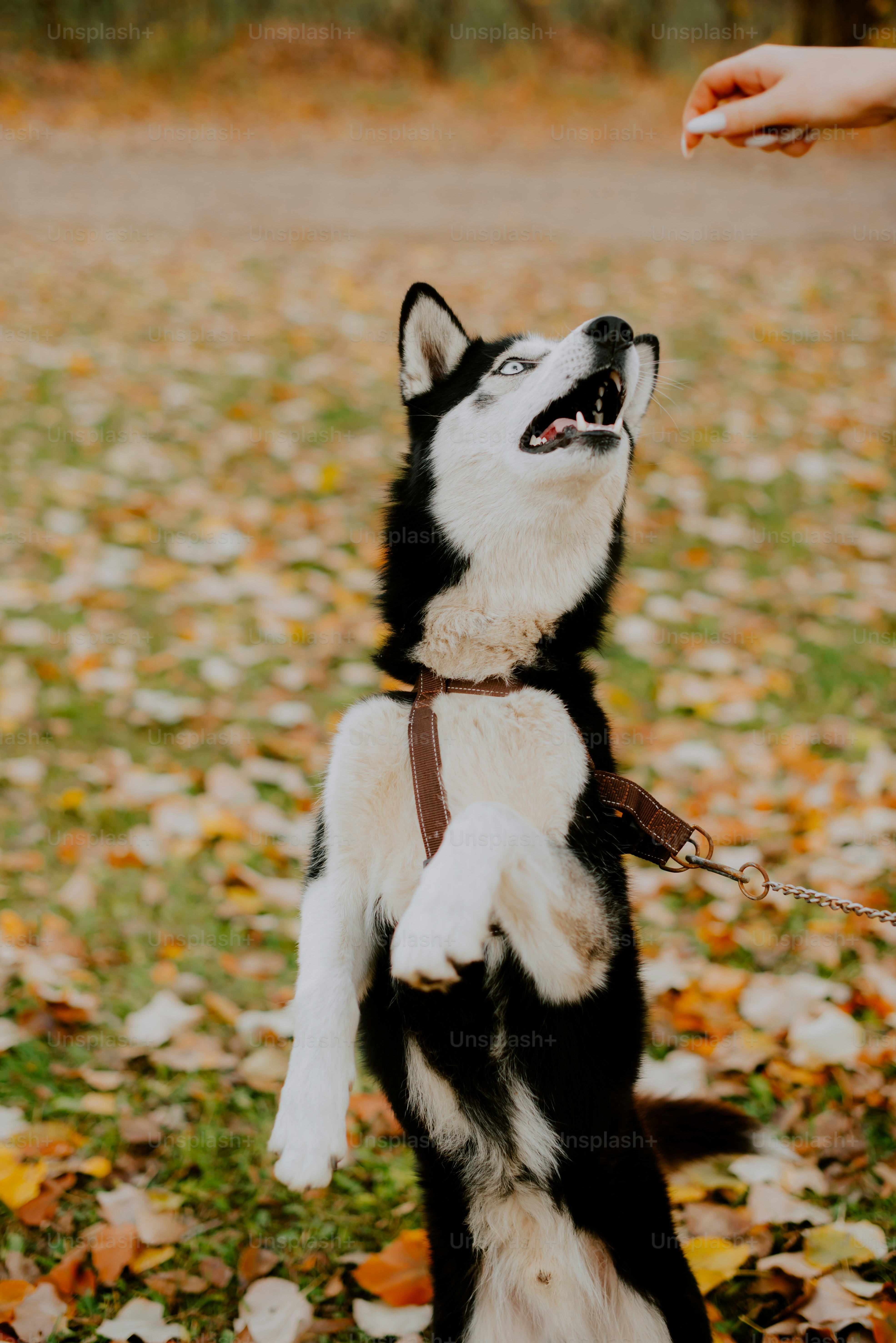 a black and white dog standing on its hind legs