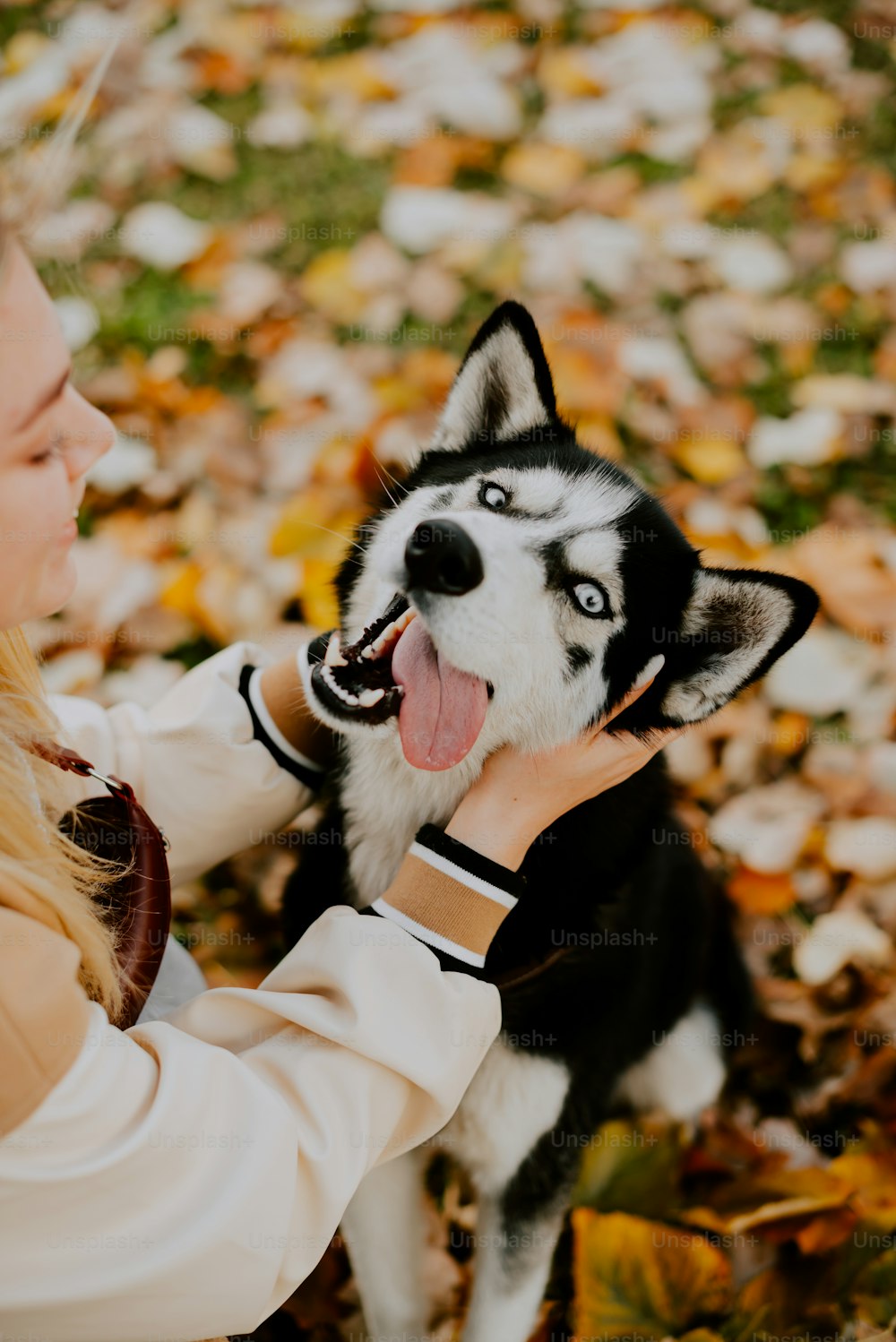 a woman petting a husky dog in the leaves