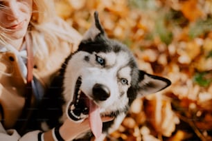 a woman holding a husky dog in her arms