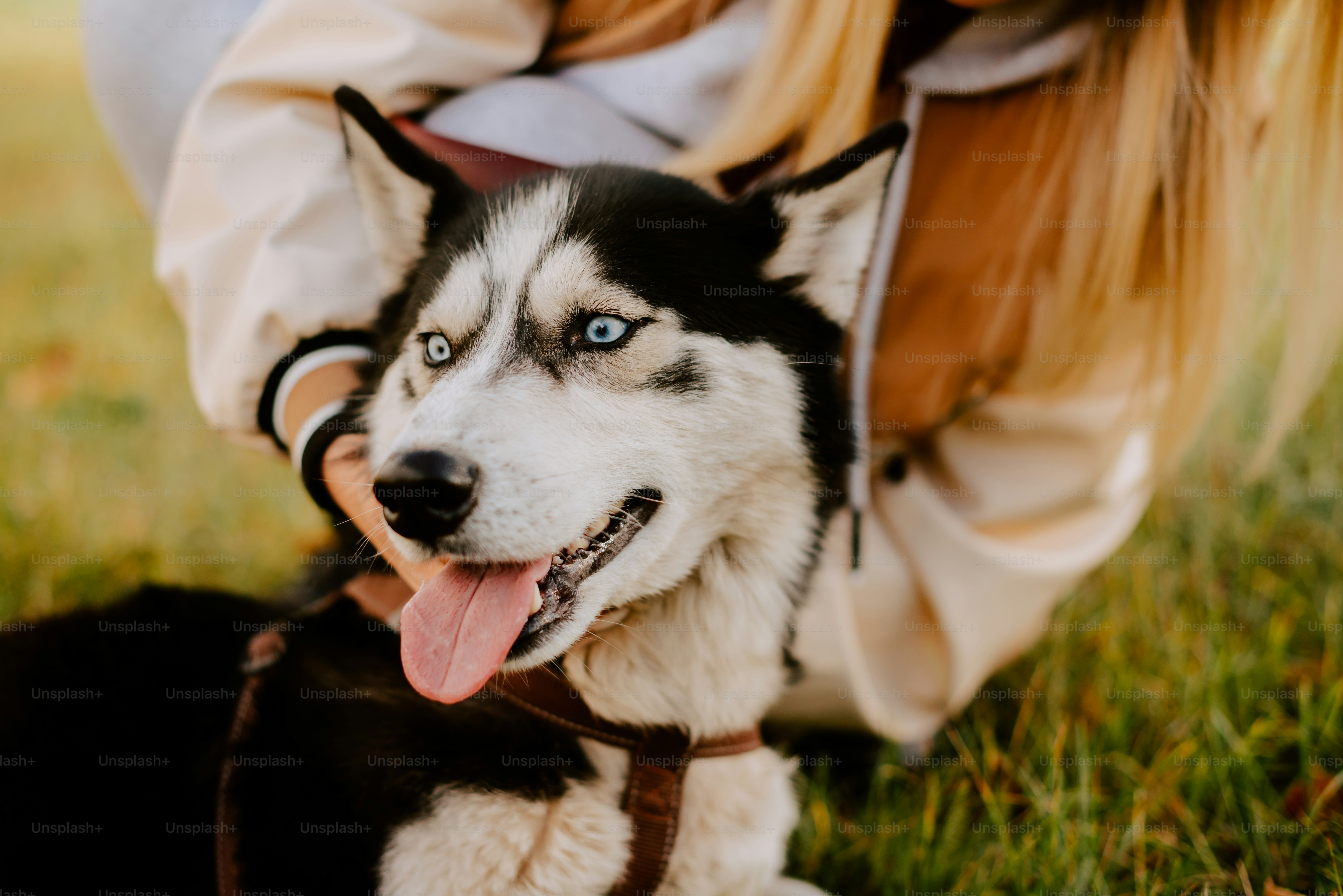 cucciolo di husky siberiano che dorme sul pavimento. 2778636 Stock Photo su  Vecteezy, image size:3000x2003