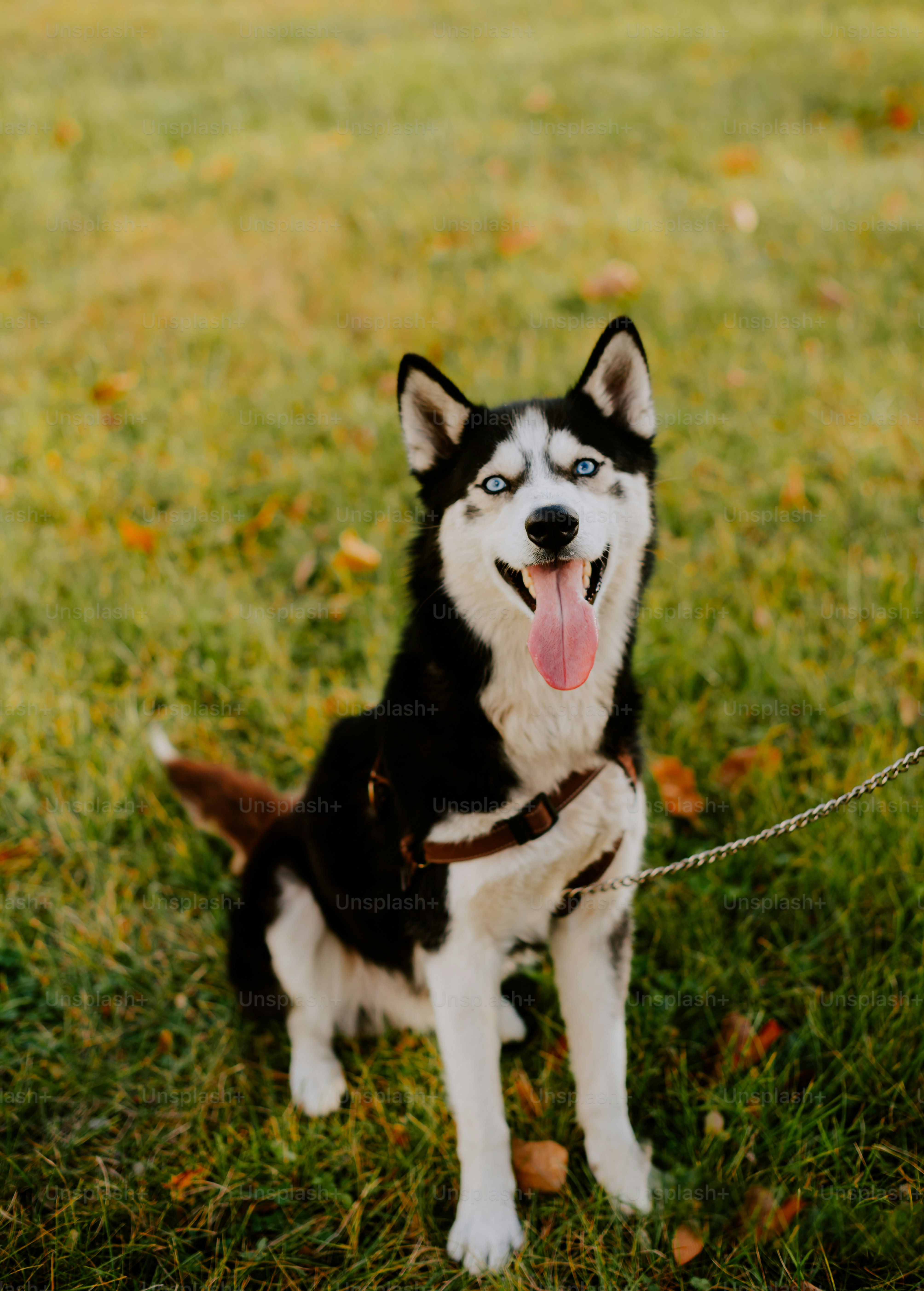 Un husky noir et blanc assis au sommet d'un champ couvert d'herbe photo –  Image de Animal sur Unsplash, image size:3000x4191