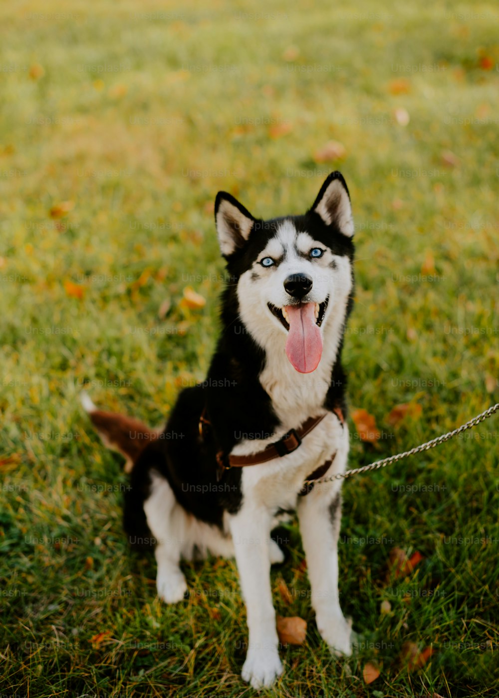 a black and white husky sitting on top of a grass covered field