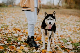 a person walking a husky dog in a field of leaves