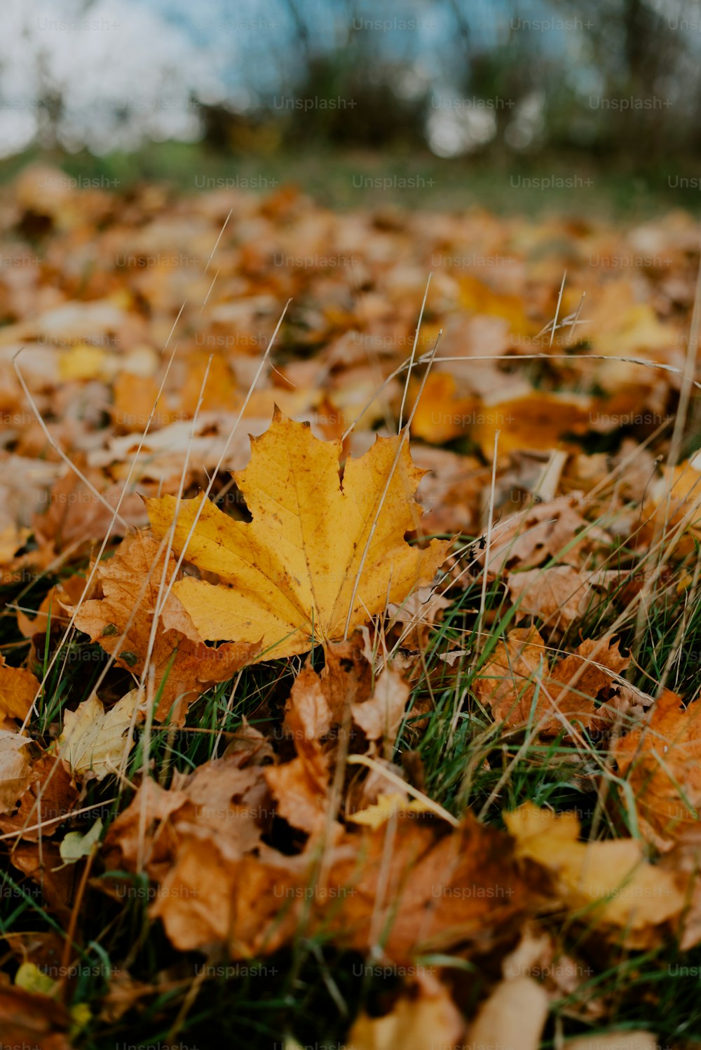 una foglia gialla che giace sopra un mucchio di foglie