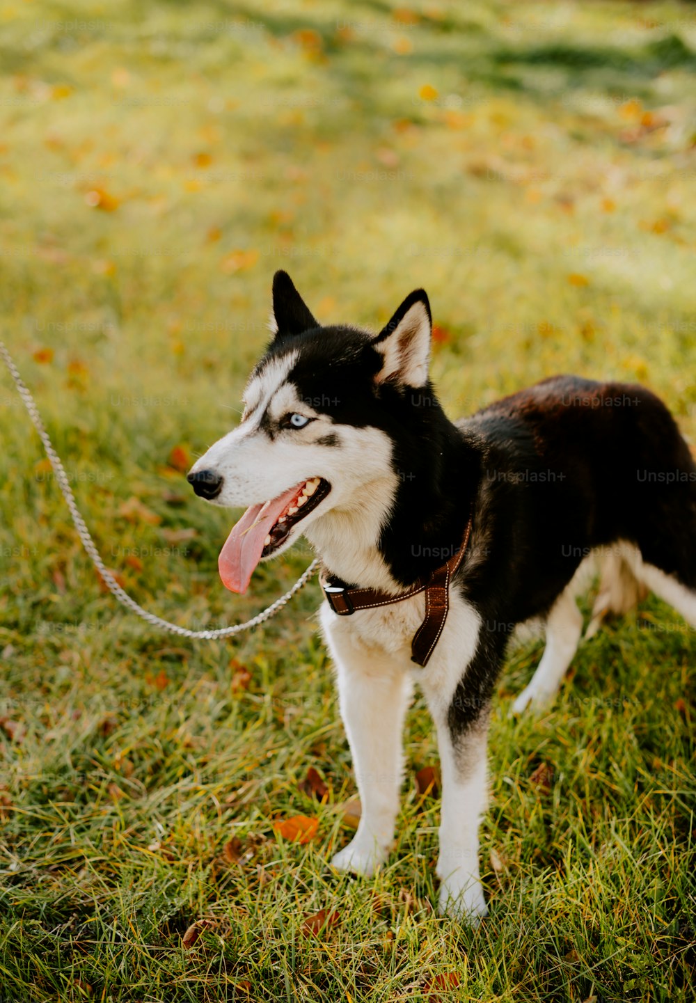 Ein schwarz-weißer Hund, der auf einem üppig grünen Feld steht