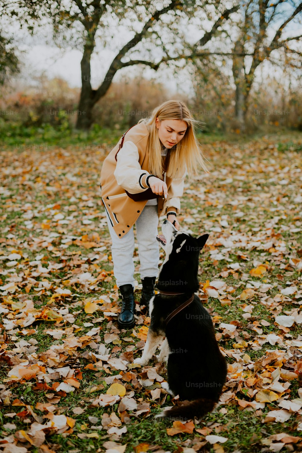 a woman petting a dog in a field of leaves