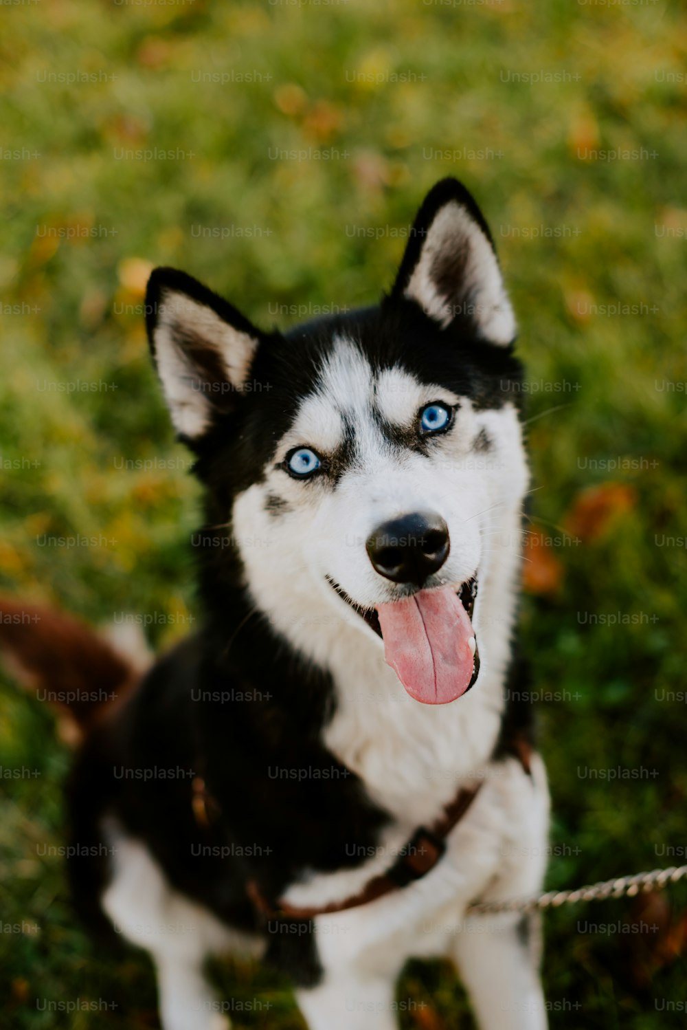 a black and white dog with blue eyes and a leash