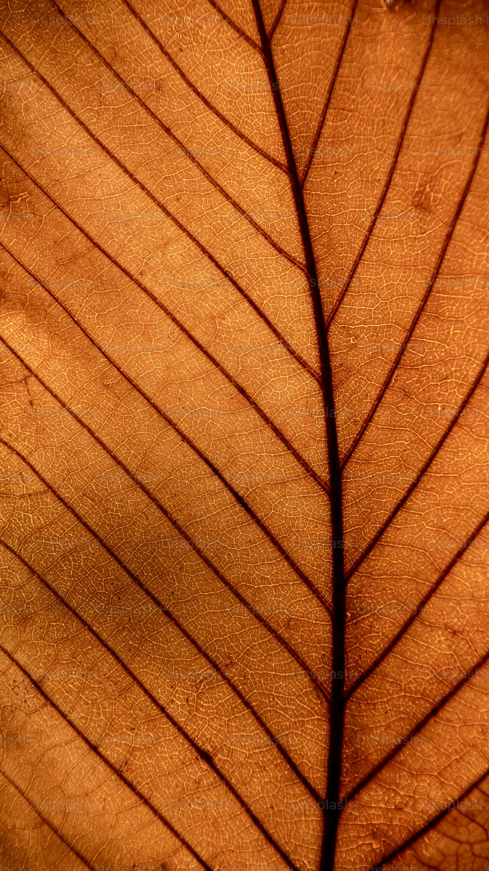 um close up de uma folha com um fundo marrom
