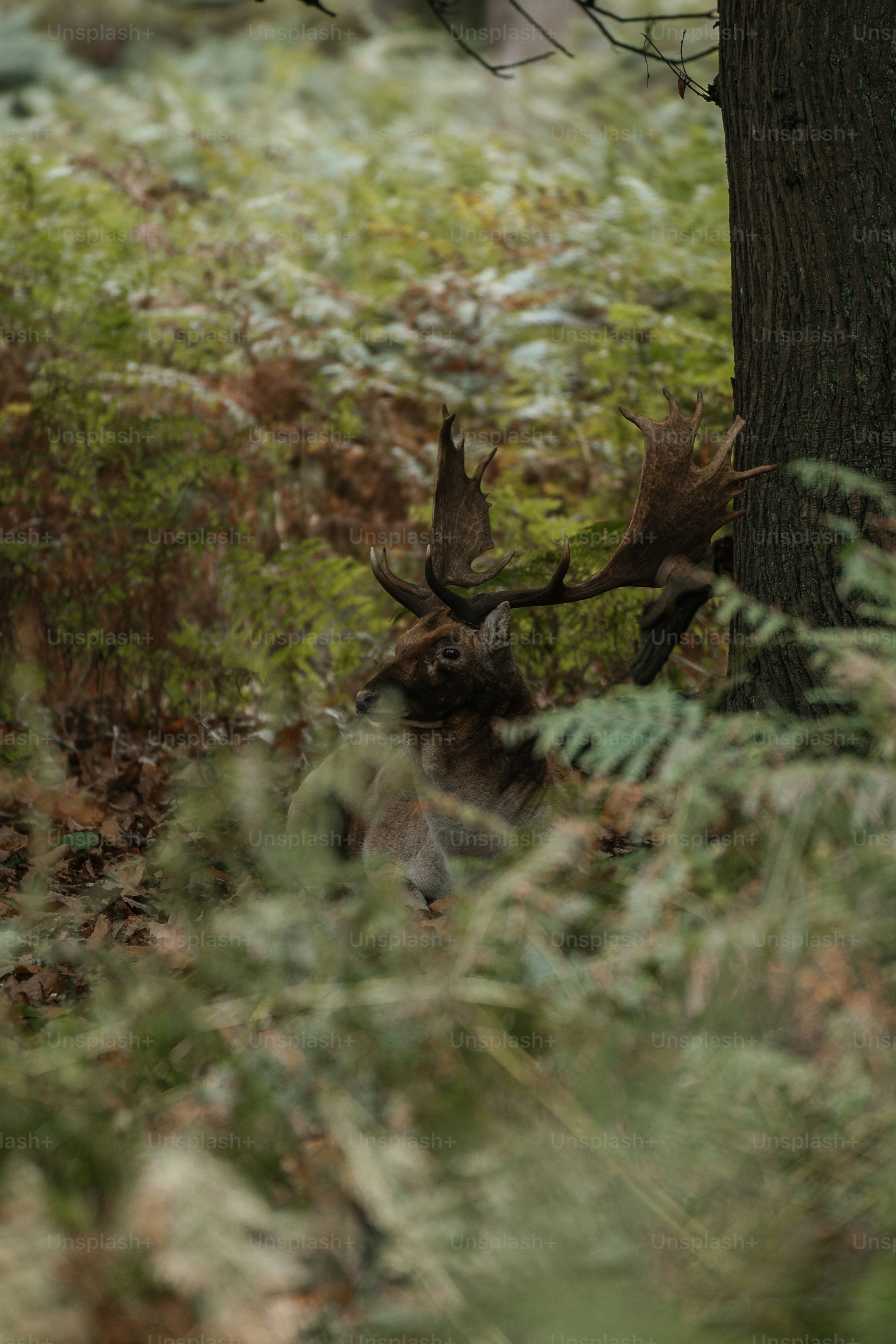 a deer that is laying down in the woods
