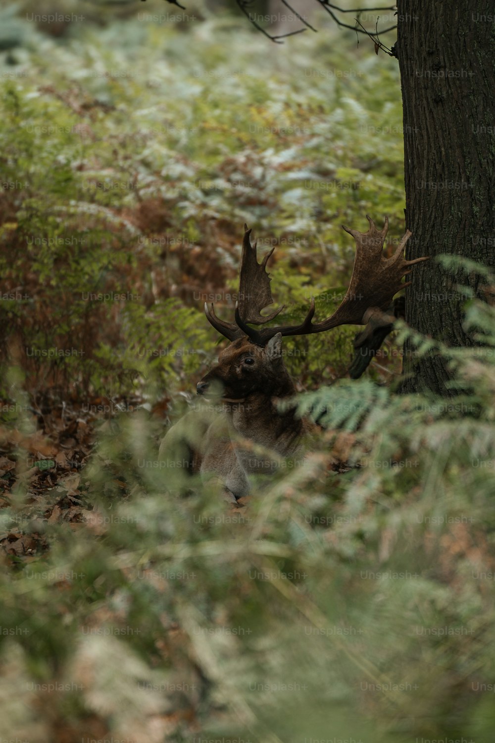 a deer that is laying down in the woods