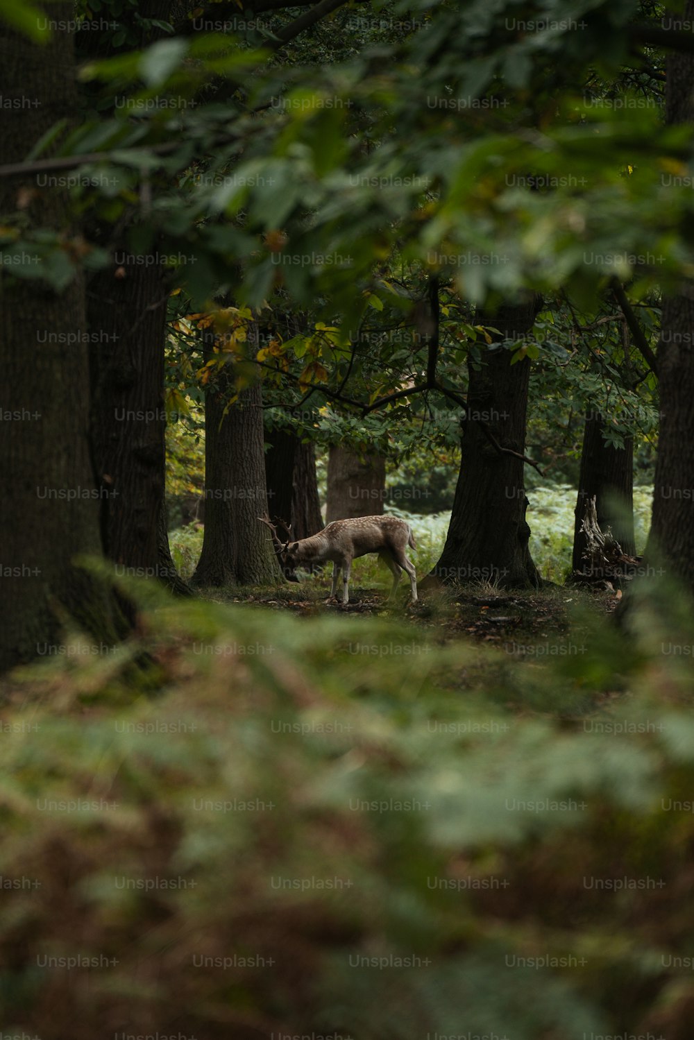 숲 한가운데에 서 있는 사슴