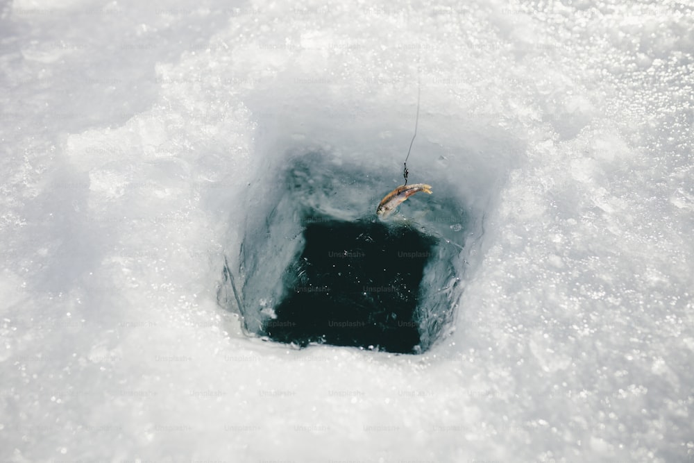 a fish in a hole in the snow