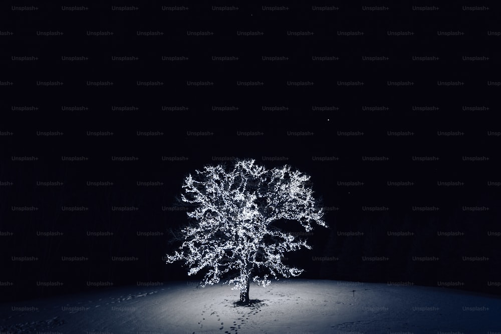 uma árvore é iluminada no escuro