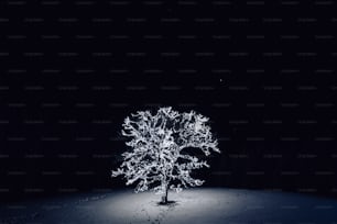 a tree is lit up in the dark