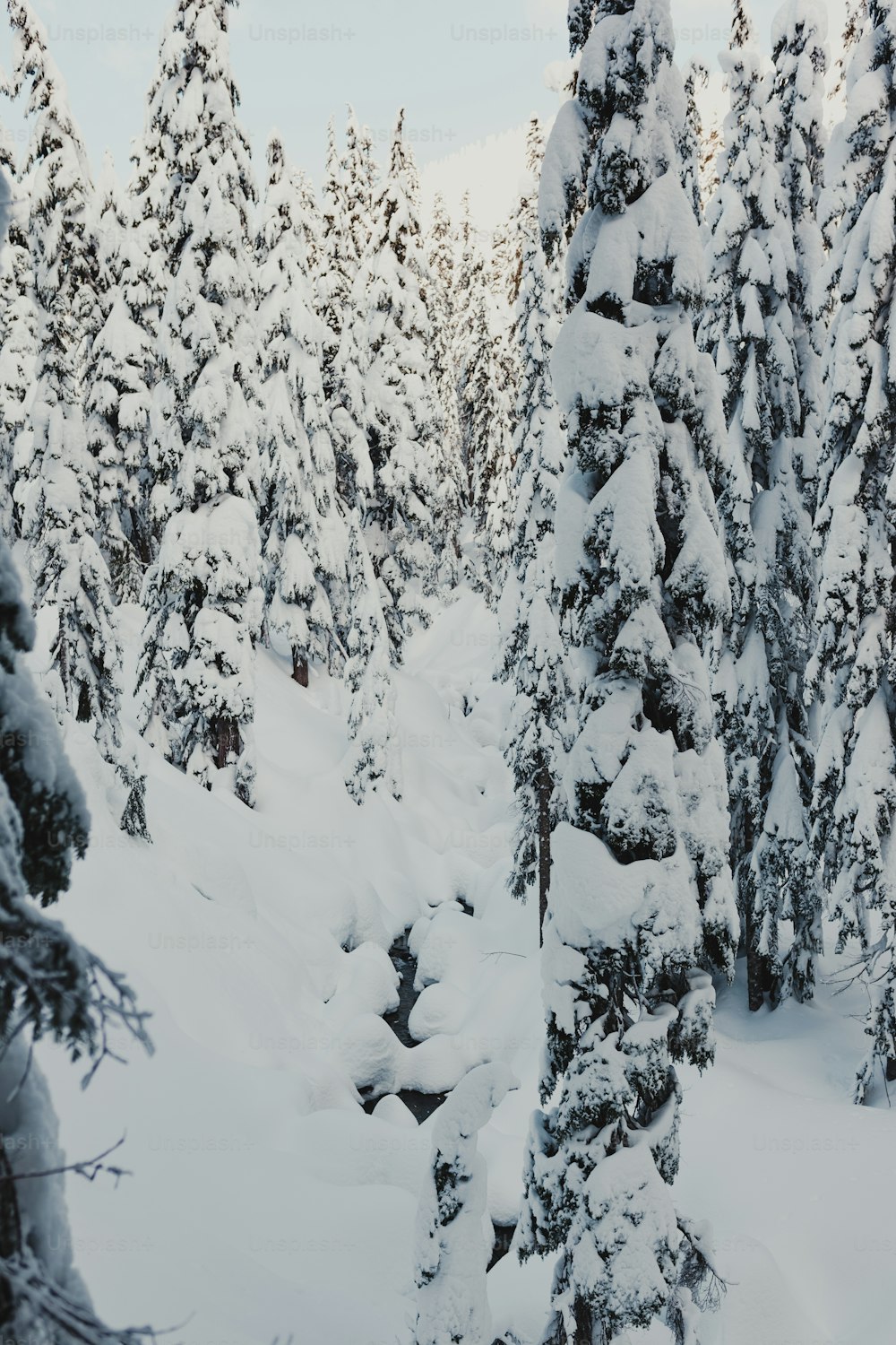 uma pessoa em esquis no meio de uma floresta nevada