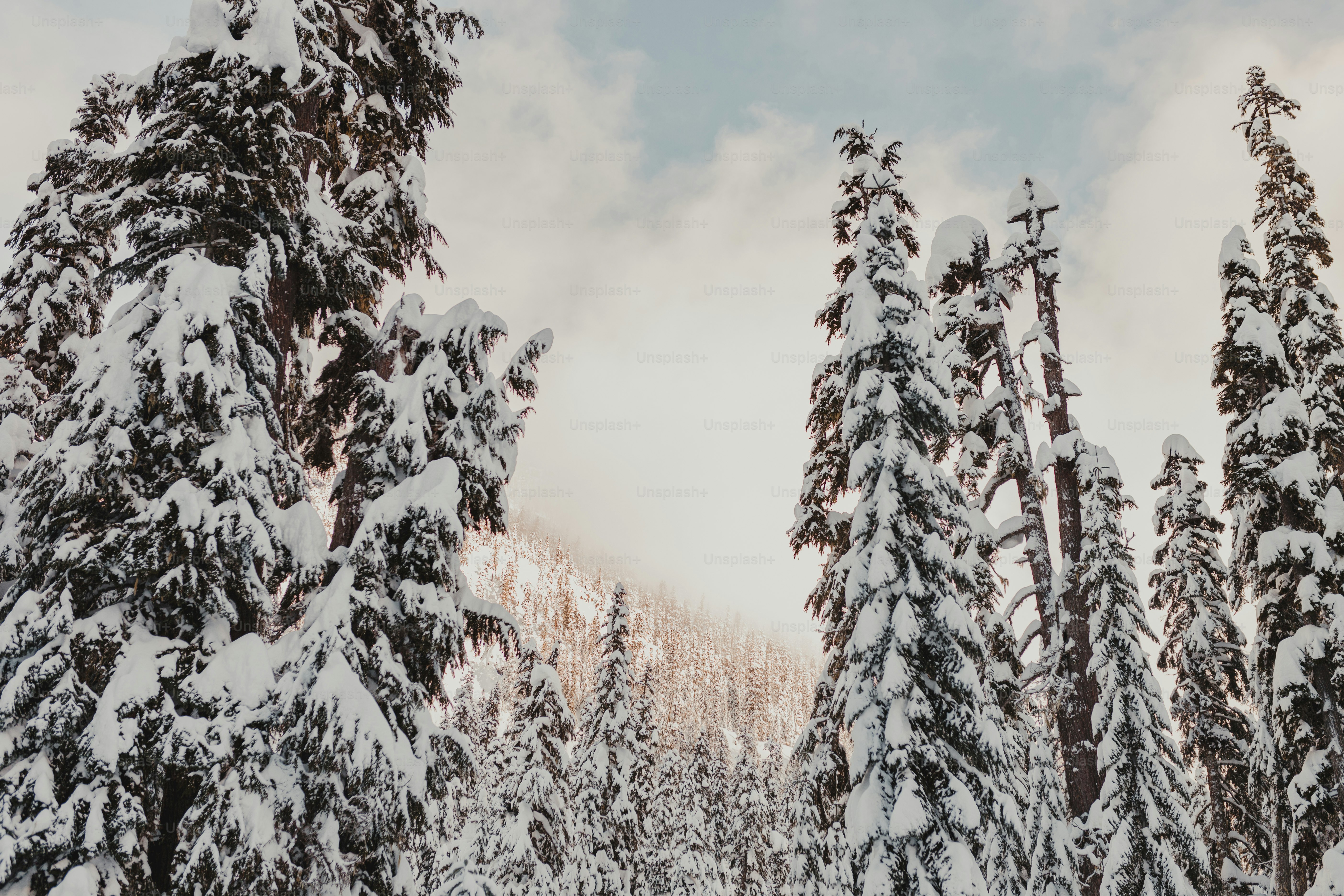 A snow covered forest filled with lots of trees photo – Snow Image on ...