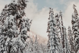 Un gruppo di alberi coperti di neve con uno sfondo del cielo