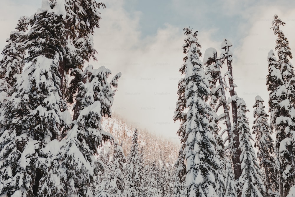 Un gruppo di alberi coperti di neve con uno sfondo del cielo