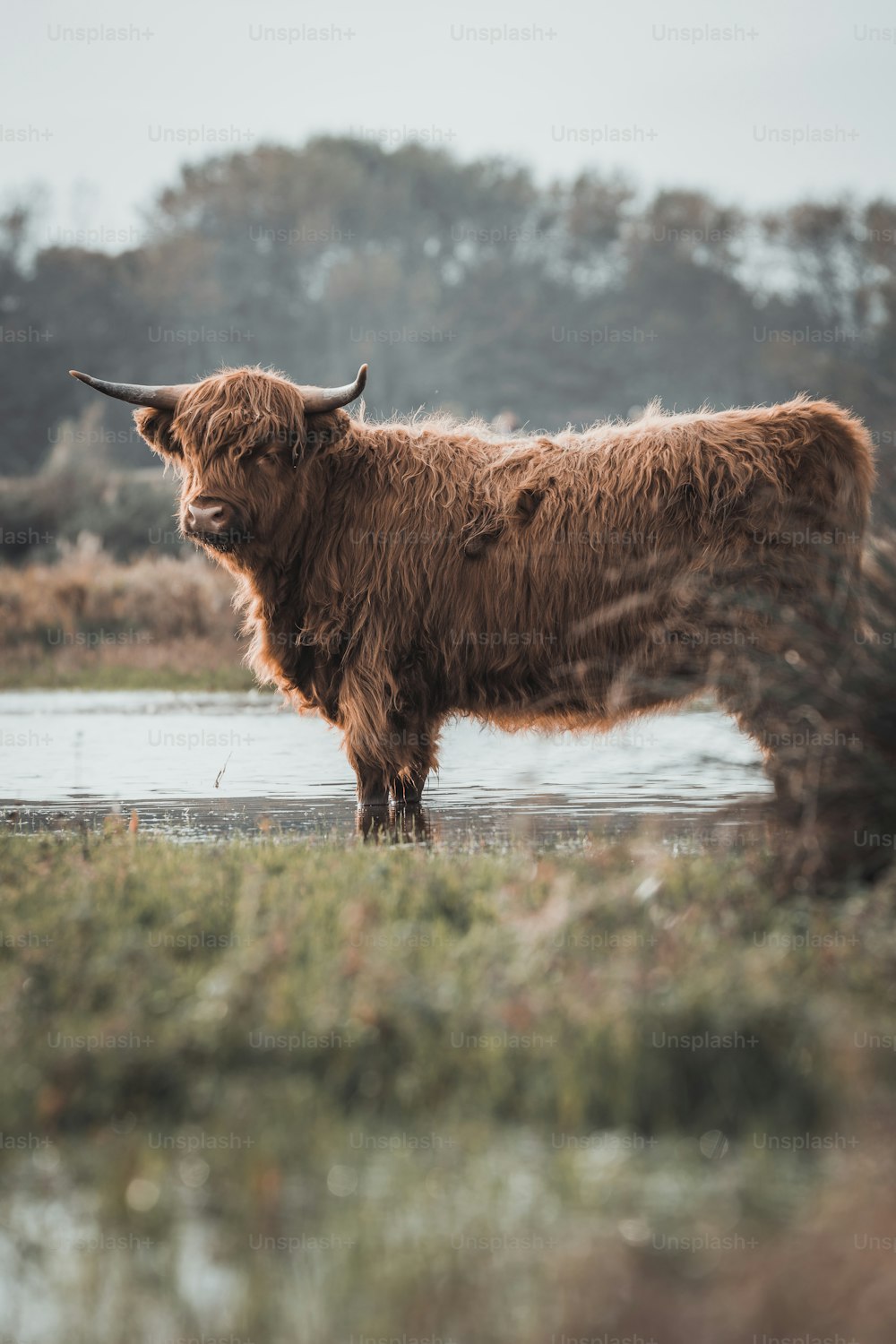una vaca marrón de pie en la parte superior de un campo cubierto de hierba