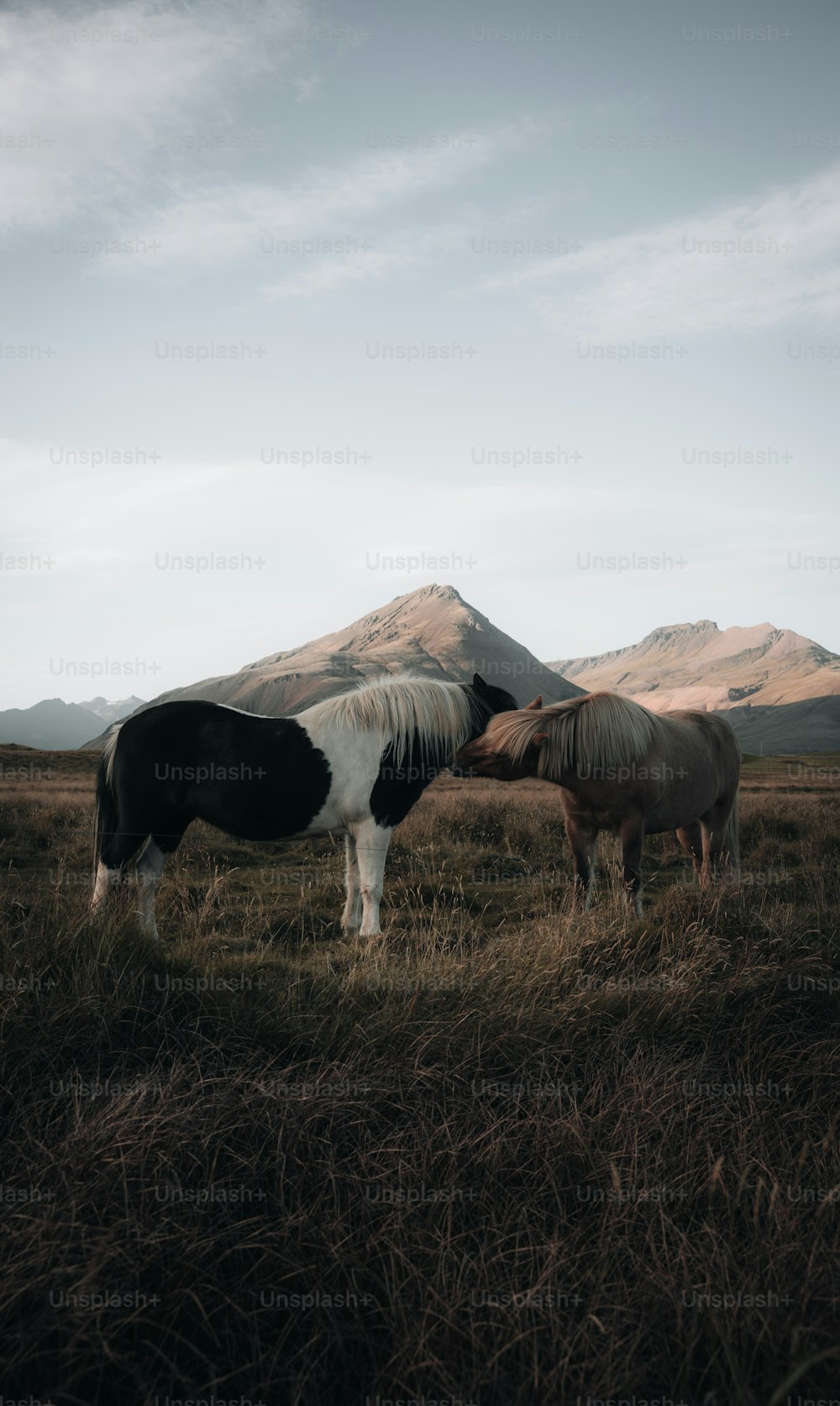 Un couple de chevaux debout au sommet d’un champ couvert d’herbe