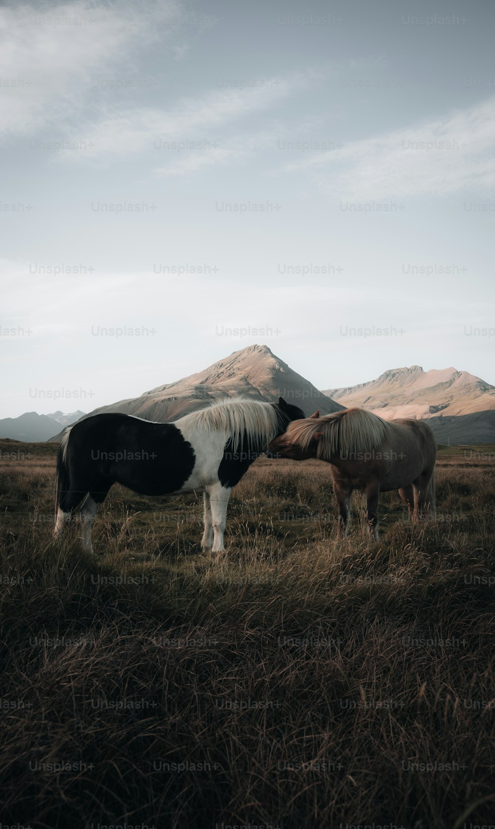 a couple of horses standing on top of a grass covered field