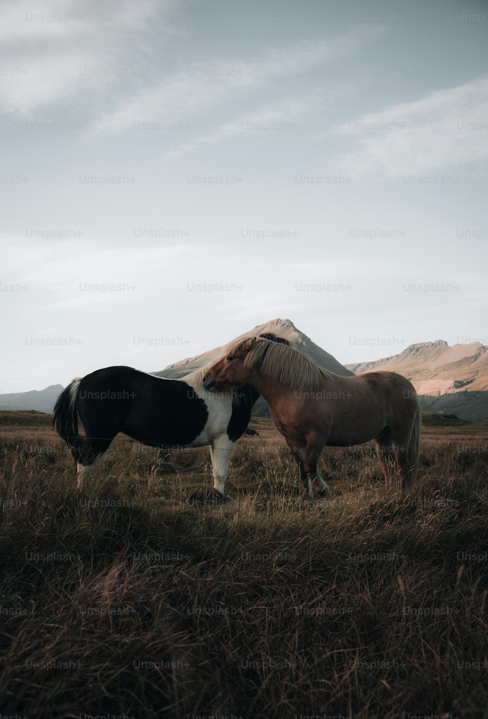 two horses standing in a field with a mountain in the background