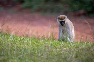 Un pequeño mono de pie en la cima de un exuberante campo verde