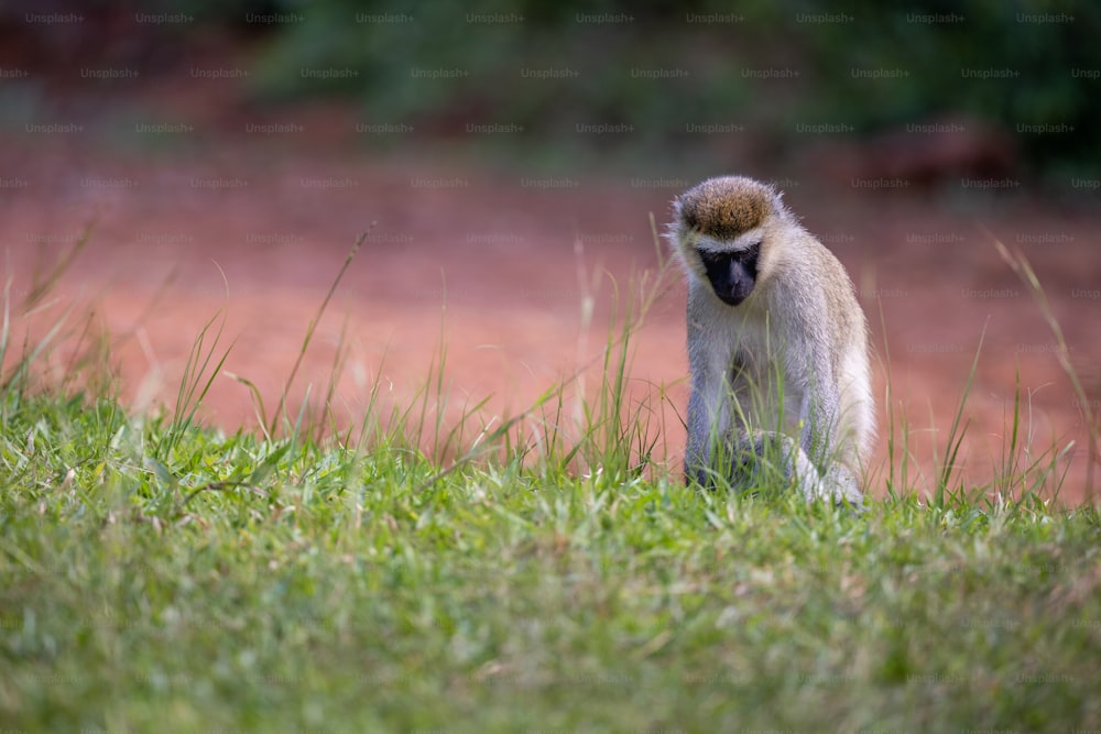a small monkey standing on top of a lush green field