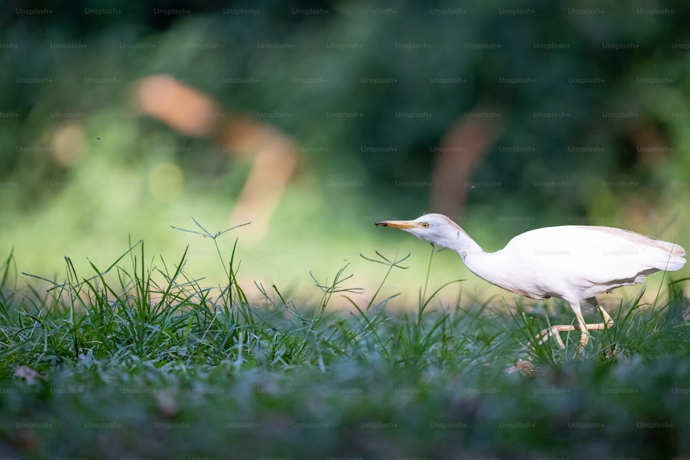 um pássaro branco está andando pela grama