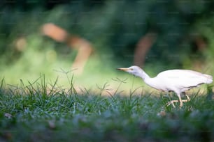 a white bird is walking through the grass