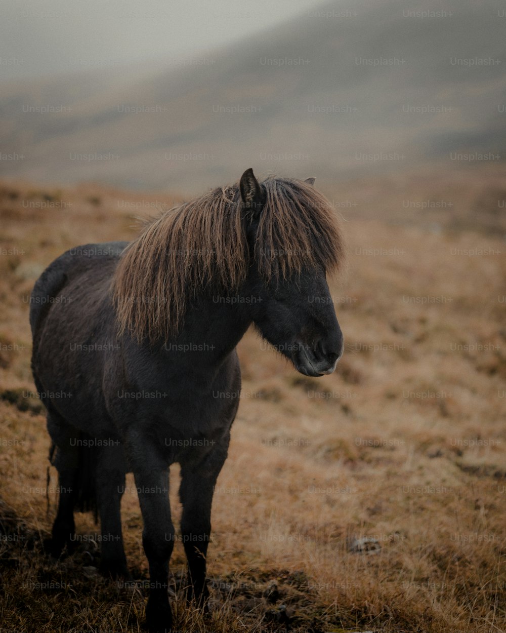 ein braunes Pferd, das auf einem trockenen Grasfeld steht