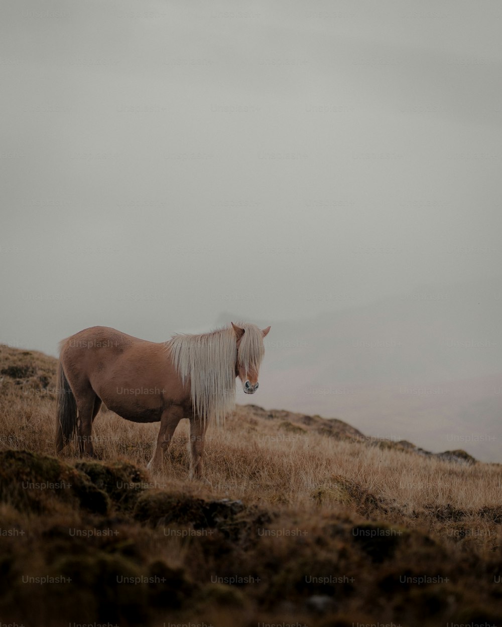 un cheval brun debout au sommet d’un champ d’herbe sèche