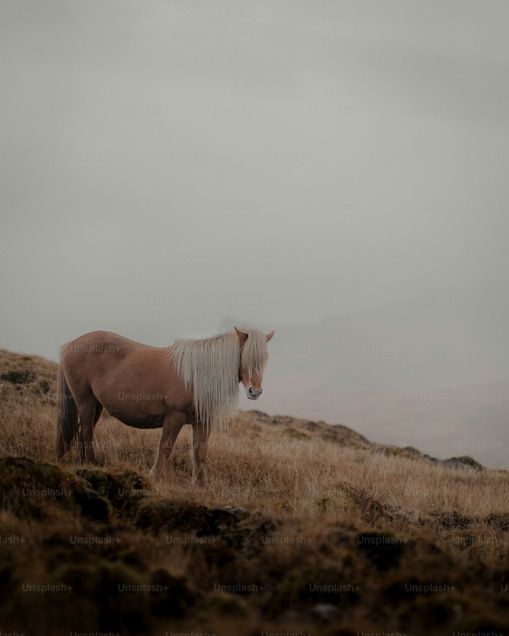 a brown horse standing on top of a dry grass field