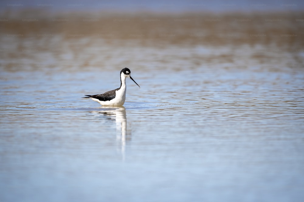 um pássaro preto e branco flutuando em cima de um corpo de água