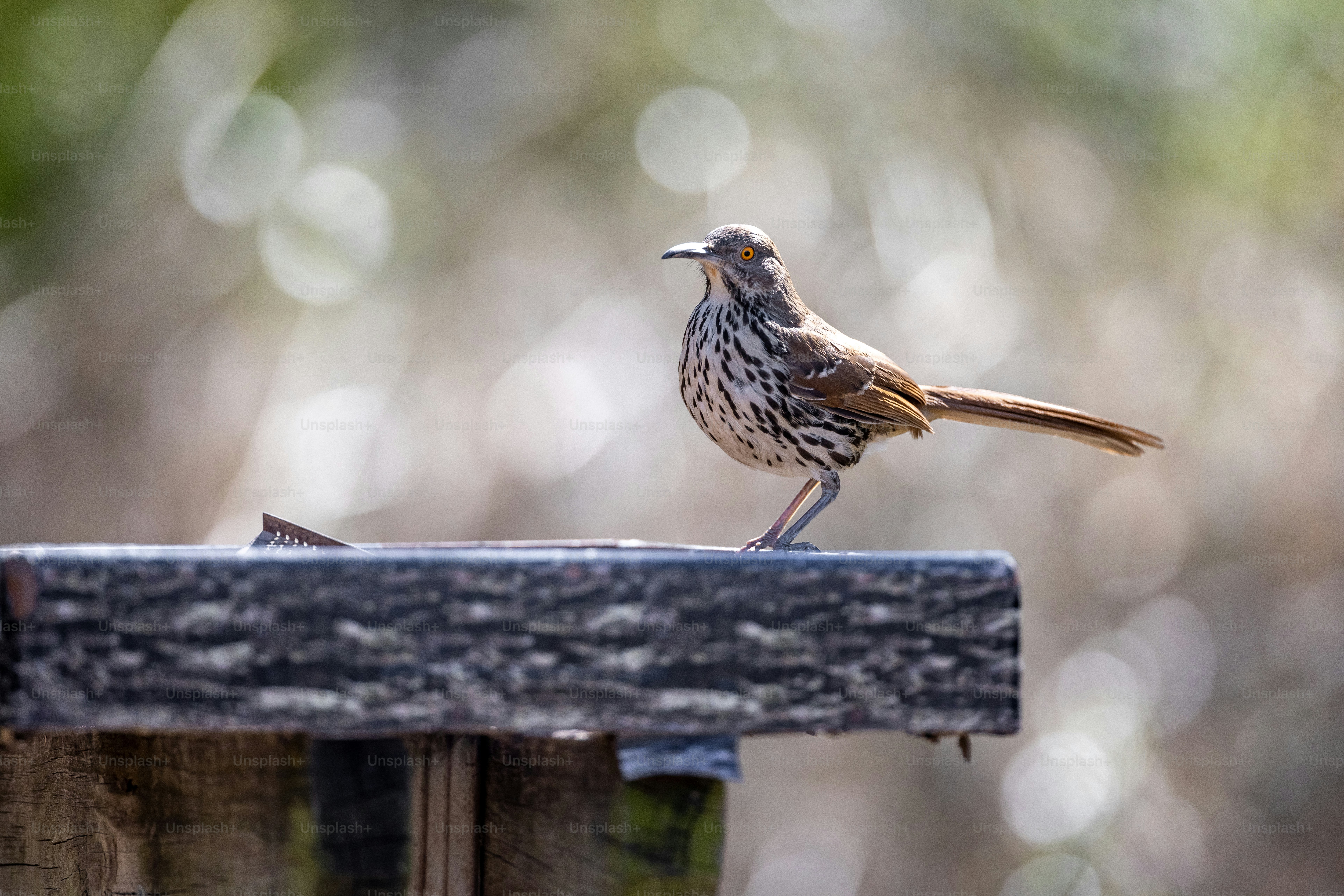 a small bird sitting on top of a wooden post