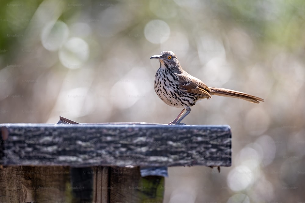un piccolo uccello seduto sulla cima di un palo di legno
