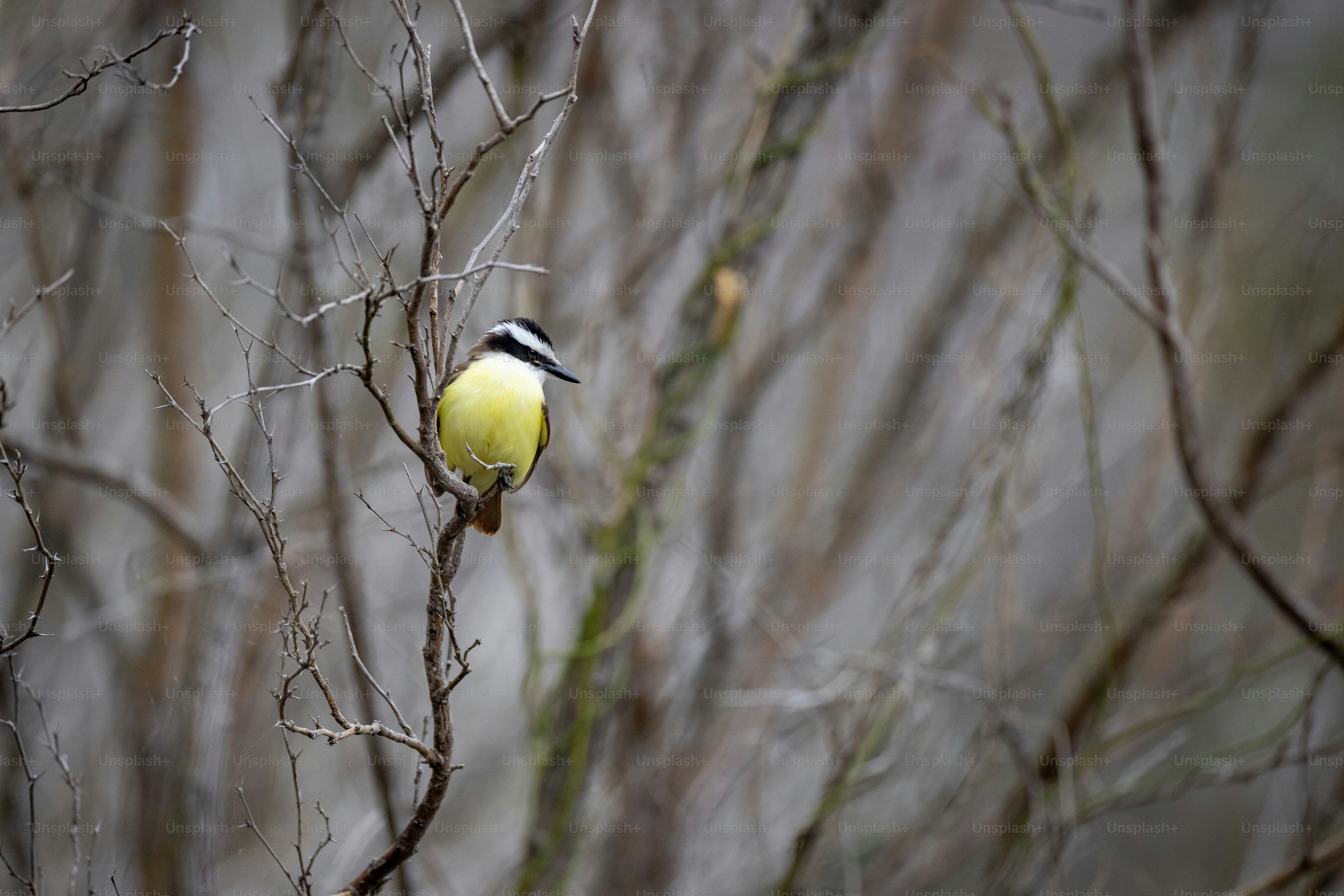 a yellow and black bird sitting on a tree branch