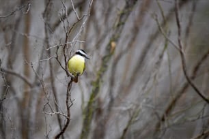 um pássaro amarelo e preto sentado em um galho de árvore