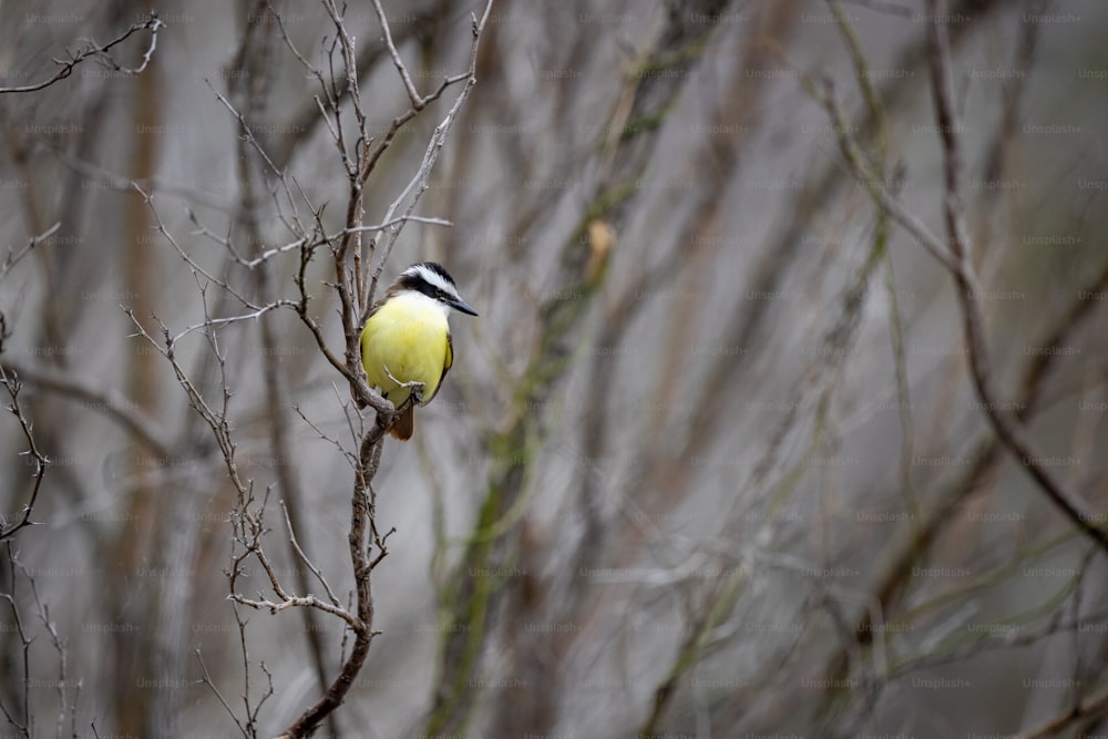 a yellow and black bird sitting on a tree branch