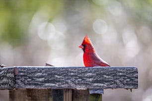 Un pájaro rojo sentado encima de una valla de madera