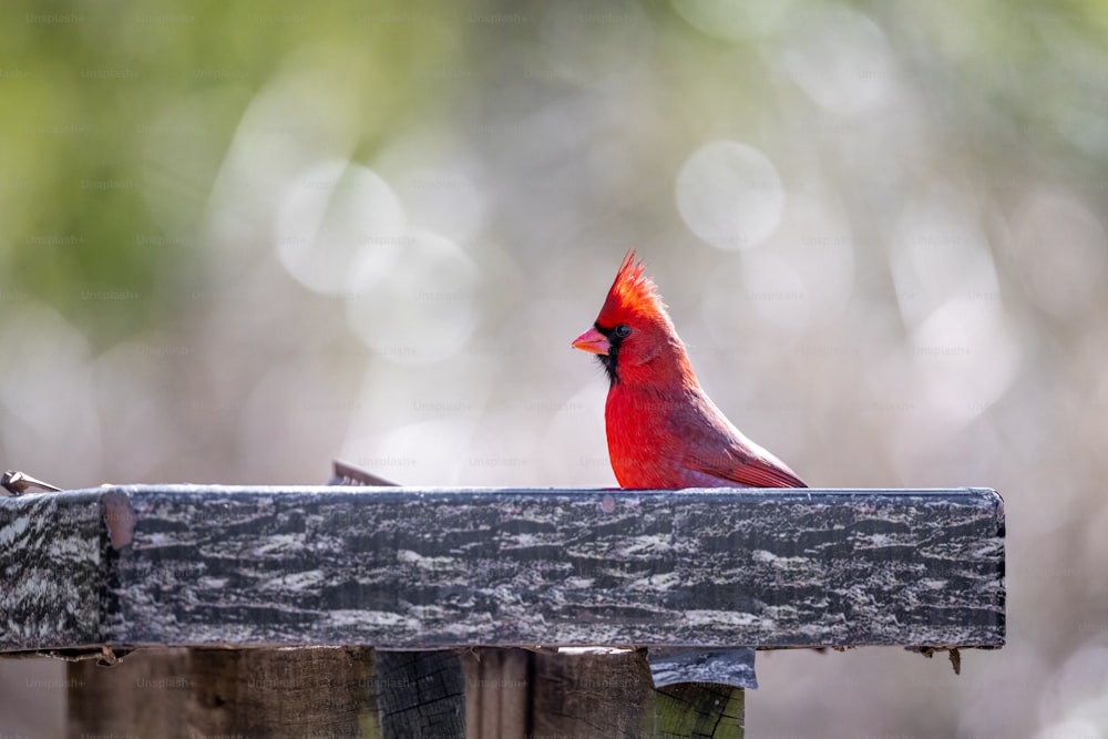 a red bird sitting on top of a wooden fence