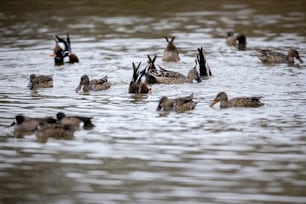um bando de patos flutuando no topo de um lago