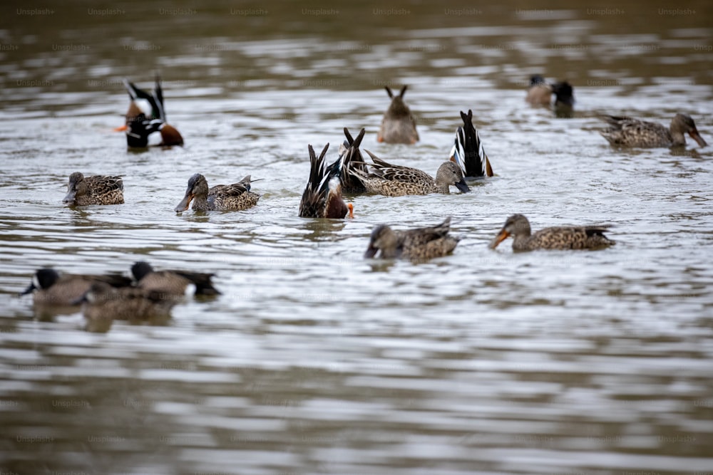 Una bandada de patos flotando en la cima de un lago